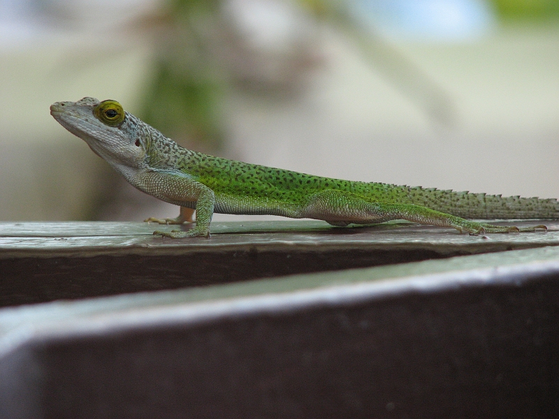 Antigua_Vacation_225.JPG - This is a cool shot....