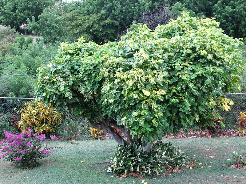 Antigua_Vacation_276.JPG - Some foilage on the property