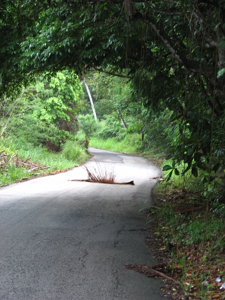 Antigua_Vacation_287.JPG - ...and fallen vegetation!