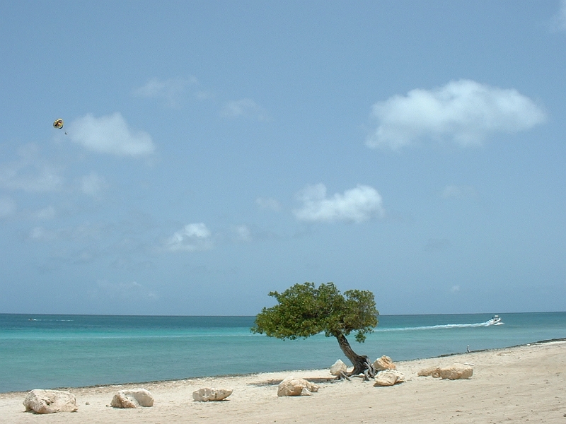 Aruba_016.JPG - One of the many stunted trees on the island.  Rainfall is scarce, with less than 20" per year falling on the island.  Lots of wind though.  I did eventually get to parasail...7 years later :-)