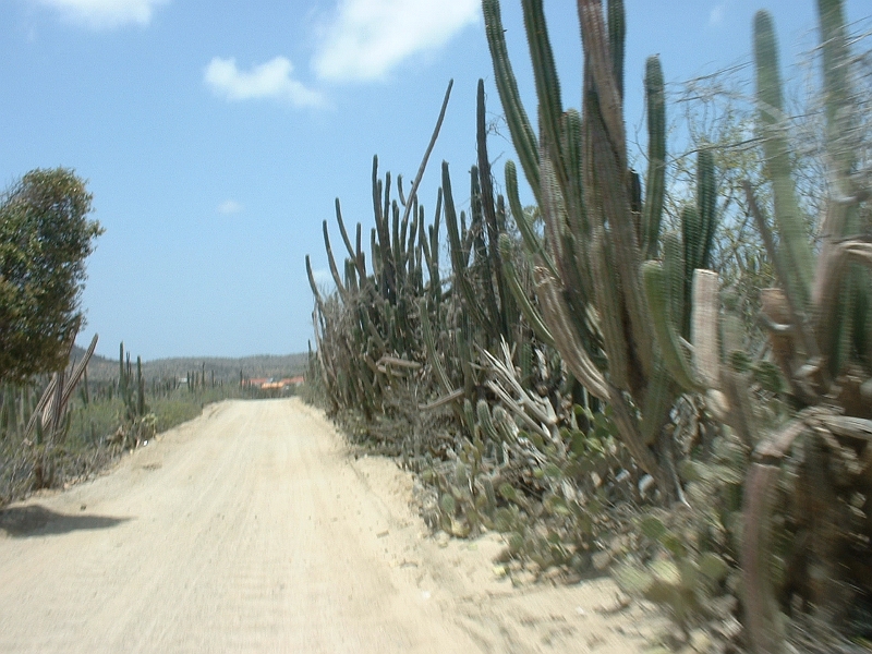 Aruba_074.JPG - Cacti and small shrubs and grasses are the predominant vegetation